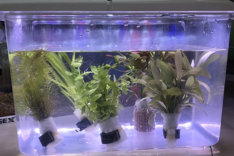 水草の基礎知識まとめ