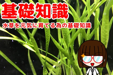 水草を元気に育てる為の基礎知識