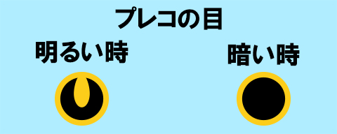 プレコのオメガアイ