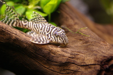 プレコのまとめ