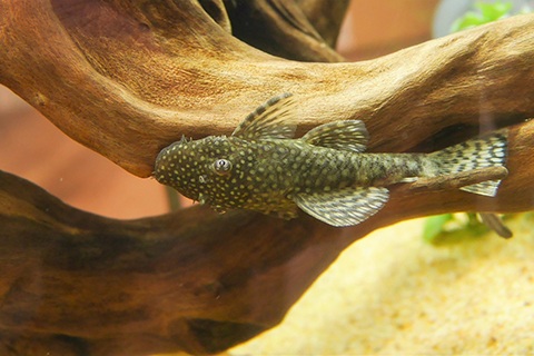 プレコってどんな熱帯魚？