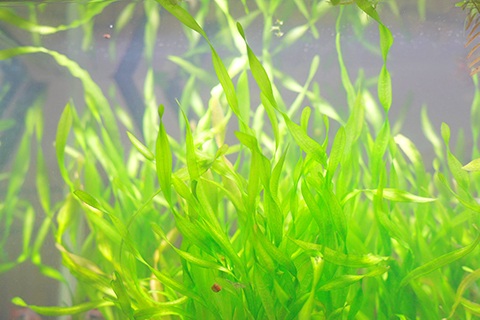 水草を育成している時は注意が必要!?