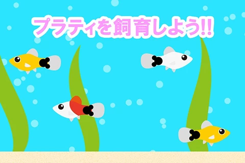 プラティを飼育しよう!!