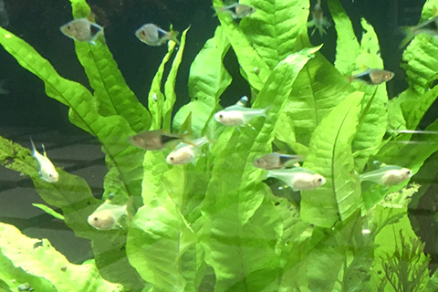 プリステラの繁殖