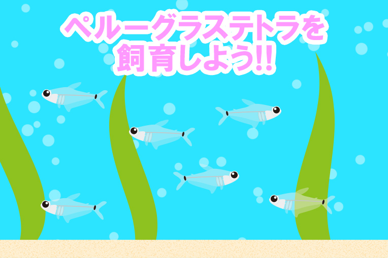 ペルーグラステトラを飼育しよう!!