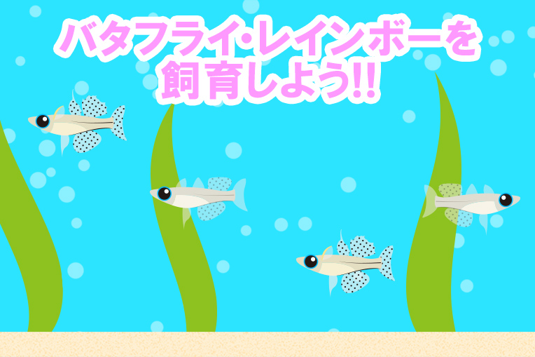 バタフライ・レインボーを飼育しよう!!