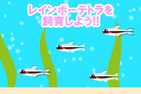 レインボーテトラを飼育しよう!!
