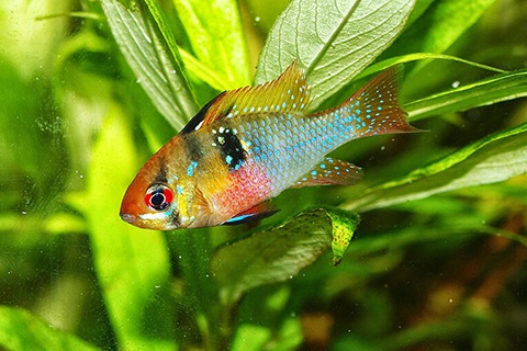 ラミレジィの繁殖