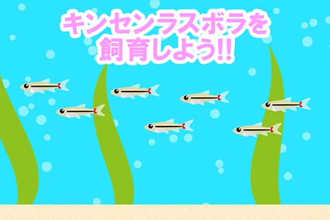 キンセン・ラスボラを飼育しよう!!