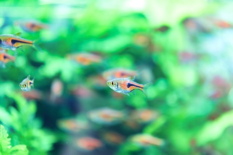 ラスボラ・エスペイ飼育のポイント