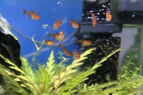 レッドテトラ飼育のポイント