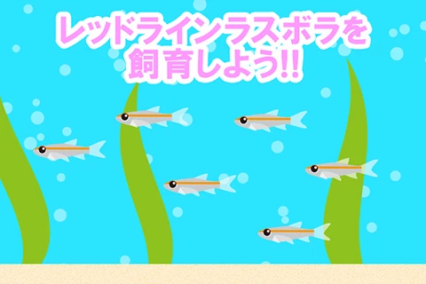 レッドライン・ラスボラを飼育しよう!!