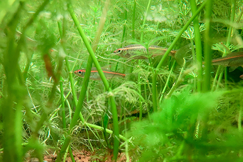 サイアミーズ・フライングフォックスってどんな熱帯魚？