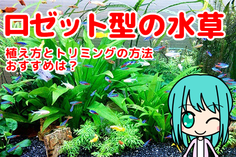 水草をピンセットで植栽するコツとピンセットの選び方