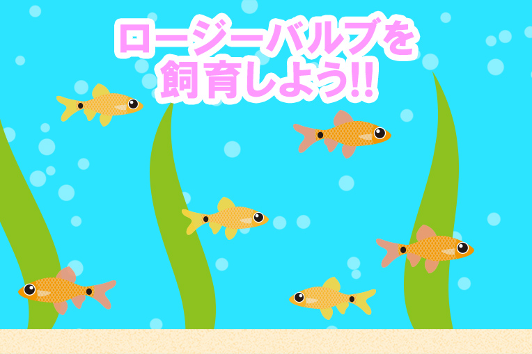 ロージーバルブを飼育しよう!!