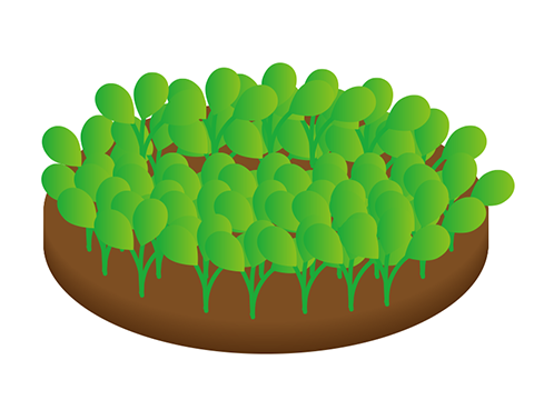 前景草に最適 横に広がる水草の魅力や植え方 育て方