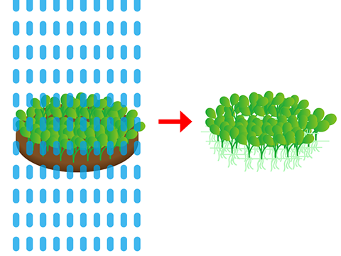 前景草に最適 横に広がる水草の魅力や植え方 育て方