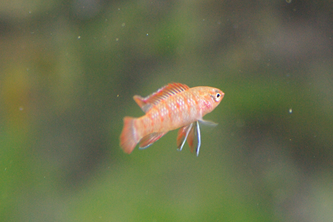 スカーレット・ジェムってどんな熱帯魚？