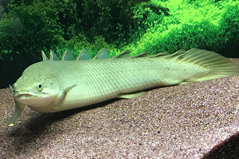 ポリプテルス・セネガルスってどんな熱帯魚？
