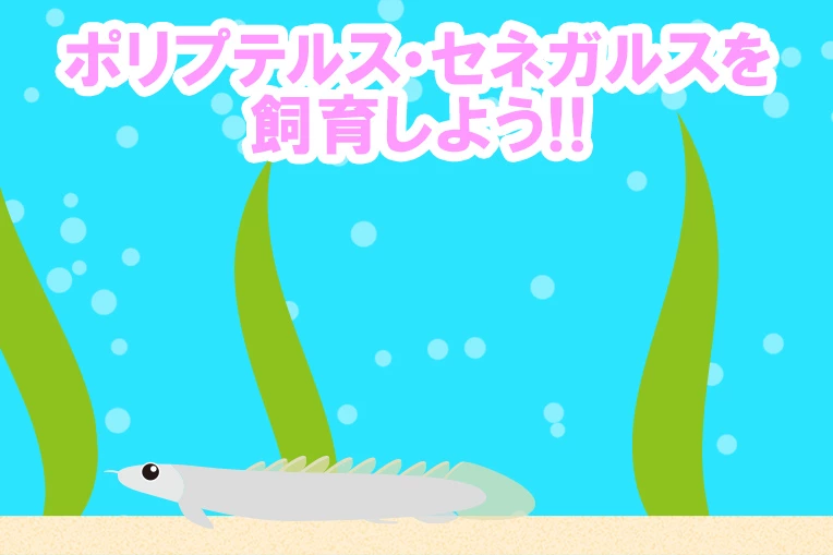 ポリプテルス・セネガルスを飼育しよう!!