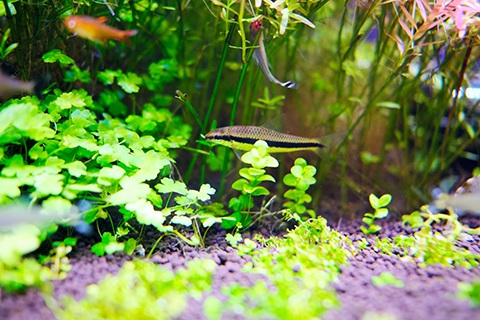 サイアミーズ・フライングフォックスのまとめ