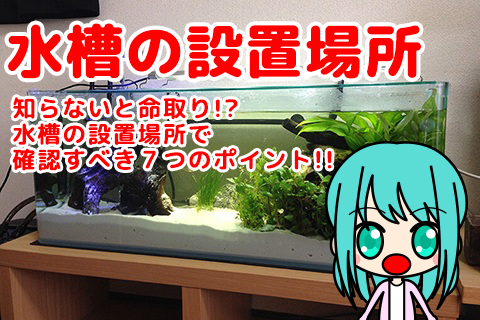 知らないと命取り 水槽の設置場所で確認すべき７つのポイント 初めての熱帯魚