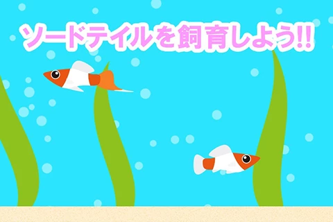 ソードテールを飼育しよう!!