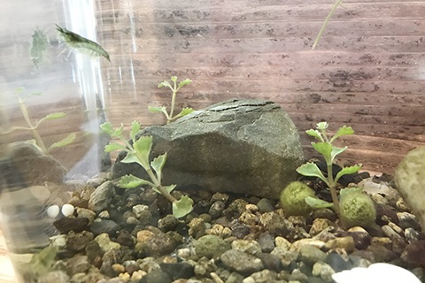 水槽に石を入れる時の注意点