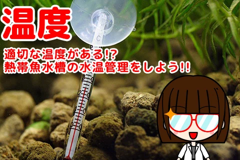 【適切な温度がある!?】熱帯魚水槽の水温管理をしよう!!