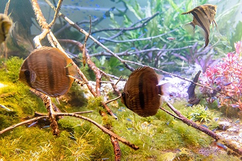 水温が合わないと魚はどうなる?
