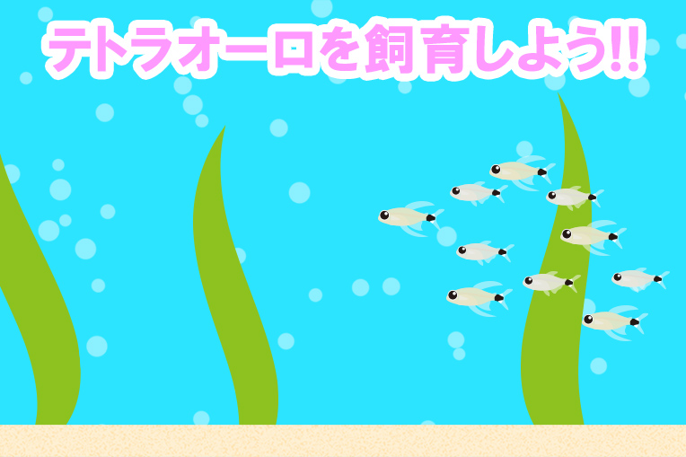 テトラオーロを飼育しよう!!
