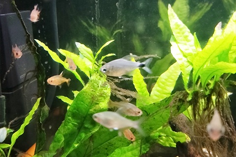 テトラオーロってどんな熱帯魚?