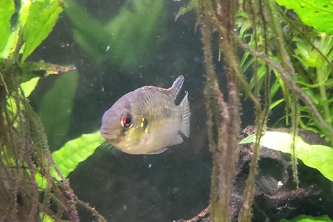 アノマロクロミス・トーマシーってどんな熱帯魚？