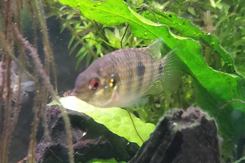 アノマロクロミス・トーマシーってどんな熱帯魚？