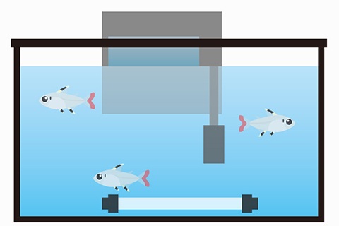 病気を持ち込ませない 熱帯魚のトリートメントの方法と期間