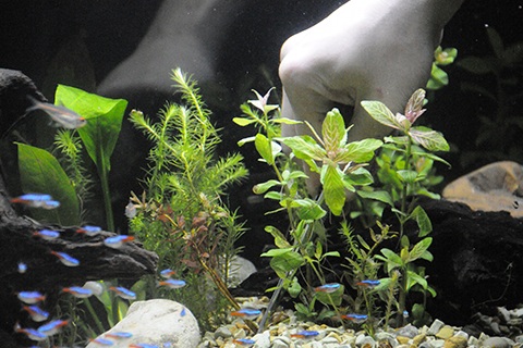 ピンセットを使った植栽のコツ