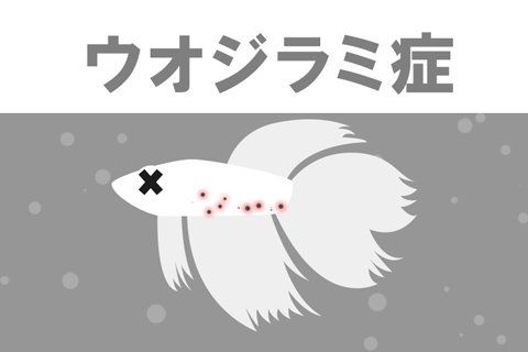 なぜウオジラミ症になるの？原因は何？