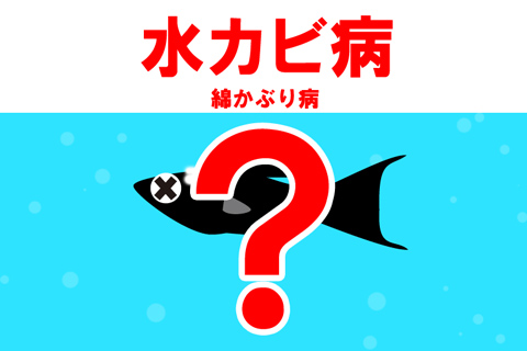 熱帯魚が水カビ病になるとどうなる?症状は?
