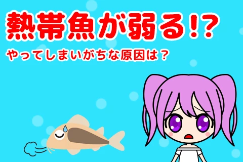 熱帯魚が弱る!?やってしまいがちな原因は？