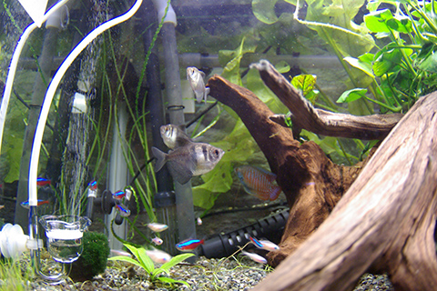 ブラックテトラってどんな熱帯魚？