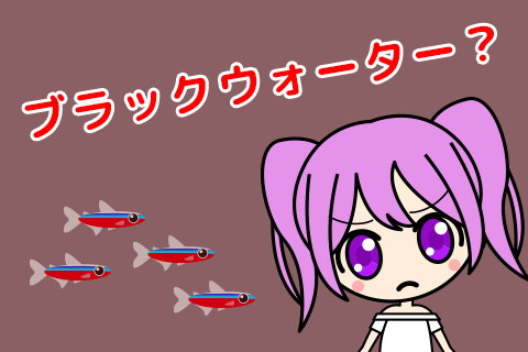 ブラックウォーターとは？