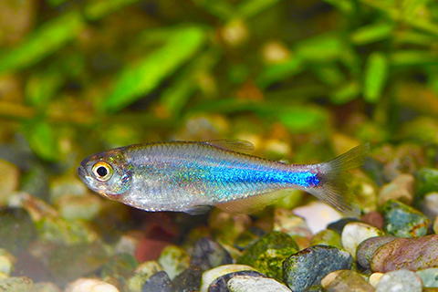 ブルーテトラってどんな熱帯魚？