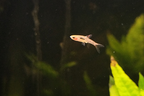 ボララス・ブリジッタエってどんな熱帯魚？