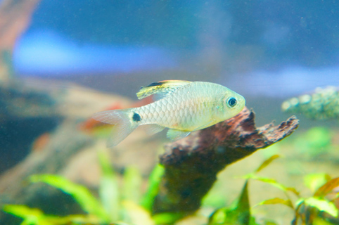 ドレープフィン・バルブってどんな熱帯魚？