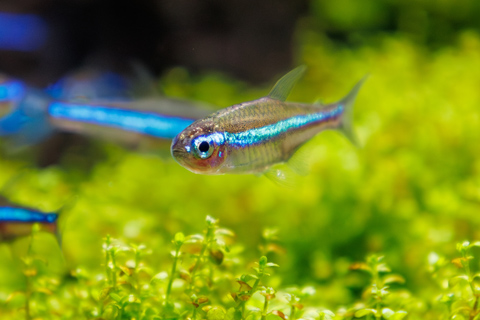 グリーンネオンテトラってどんな熱帯魚？