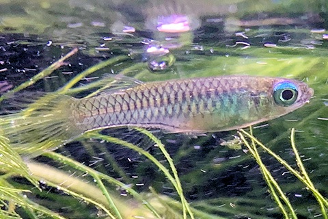 アフリカン・ランプアイってどんな熱帯魚?
