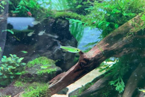 ミクロラスボラ・ブルーネオンってどんな熱帯魚？