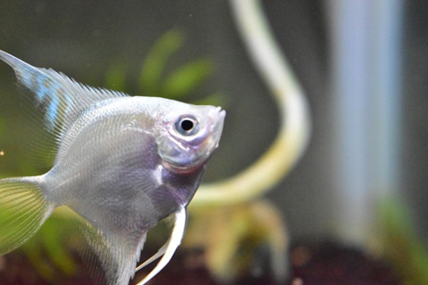 熱帯魚の鼻上げとは？