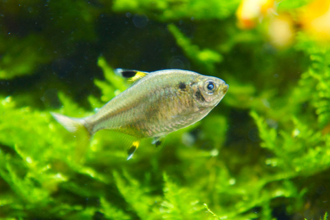 プリステラってどんな熱帯魚？