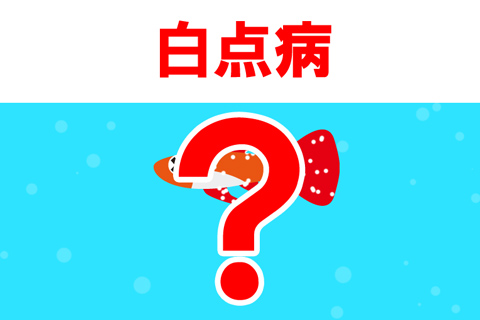 熱帯魚が腹水病になるとどうなる？症状は？